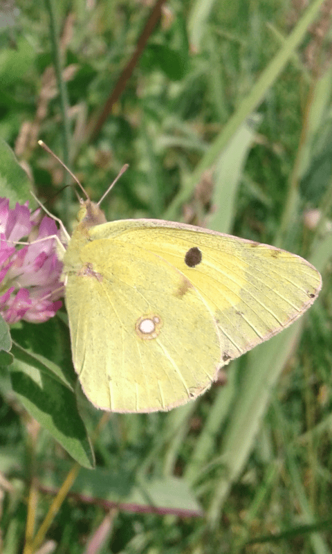 Quale Colias (Pieridae)?  Colias alfacariensis